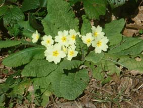 Wild Primroses - Primula vulgaris